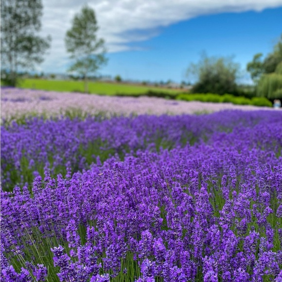 Meet your Posher, Leila - Picture 10 of 12